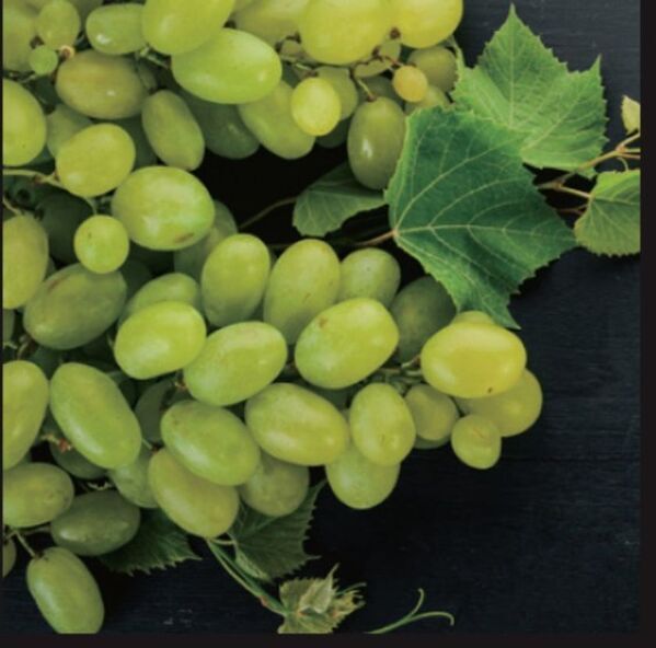 高まるハイエンド美容ニーズに応え、新プレミアムヘアケアライン サブリミック「タイムティック」誕生。時を超え、あなたの輝きは解き放たれる。五感を満たし、未来の美しさへ導くプレミアムなヘアケア体験を。