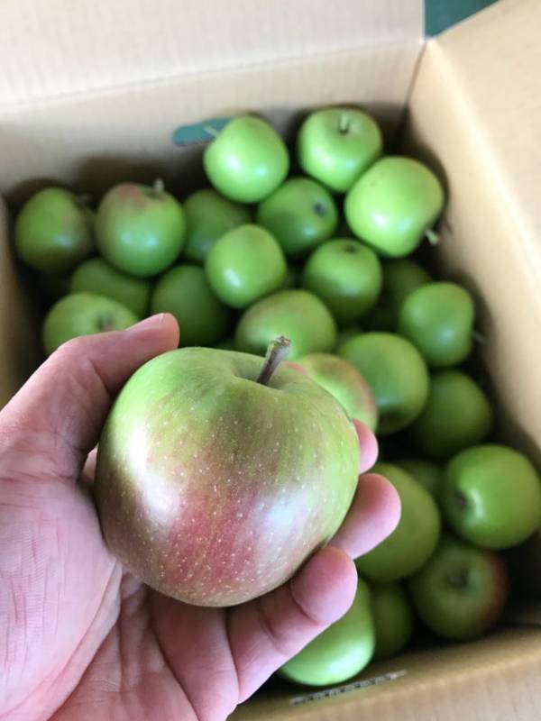 棄てられるはずの摘果リンゴを食用利用　2025年は約80t集荷、加工品への利用進む