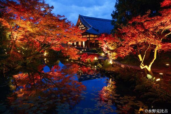 通常非公開　京都・くろ谷 金戒光明寺　秋の特別拝観　2025年11月15日(土)～12月7日(日)　開催