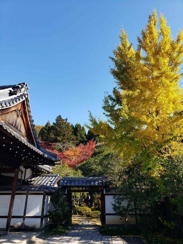 通常非公開・京都「霊鑑寺」秋の特別拝観11月21日(金)より開催　～庭の緑と紅葉の赤が織りなす美しい庭園と狩野派作の襖絵を公開～