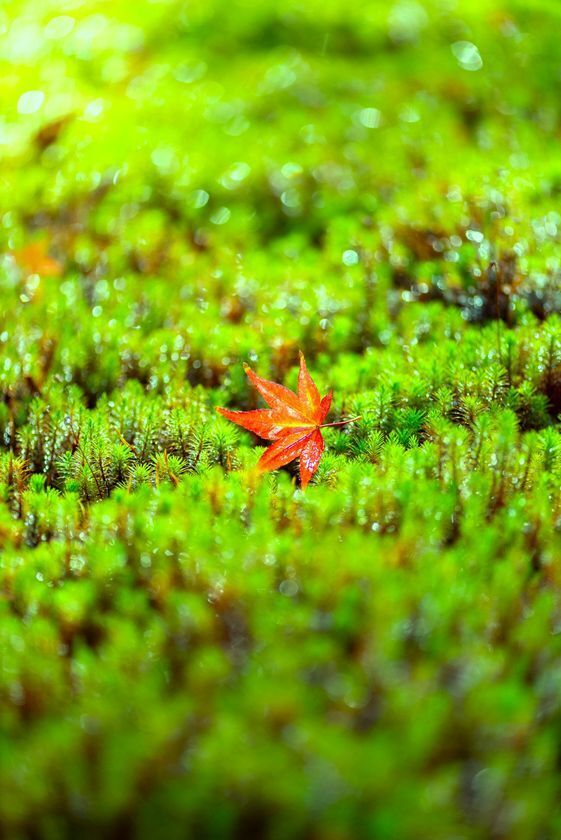 通常非公開・京都「霊鑑寺」秋の特別拝観11月21日(金)より開催　～庭の緑と紅葉の赤が織りなす美しい庭園と狩野派作の襖絵を公開～
