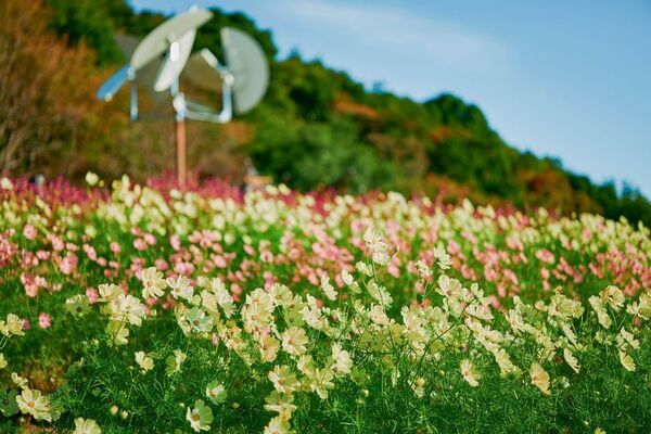 神戸を一望できる山上のリゾート“神戸布引ハーブ園”で秋を満喫！「GARDEN FEST 2025-Autumn- のんびり、ぶらり、秋散歩」を9/13(土)～12/7(日)に開催