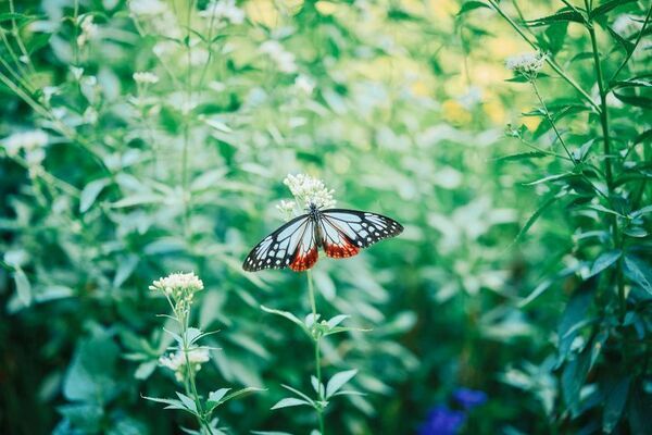 神戸を一望できる山上のリゾート“神戸布引ハーブ園”で秋を満喫！「GARDEN FEST 2025-Autumn- のんびり、ぶらり、秋散歩」を9/13(土)～12/7(日)に開催
