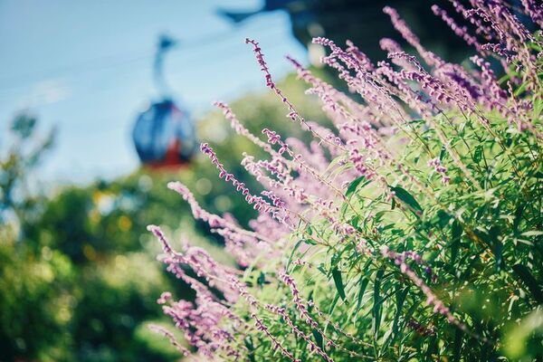 神戸を一望できる山上のリゾート“神戸布引ハーブ園”で秋を満喫！「GARDEN FEST 2025-Autumn- のんびり、ぶらり、秋散歩」を9/13(土)～12/7(日)に開催