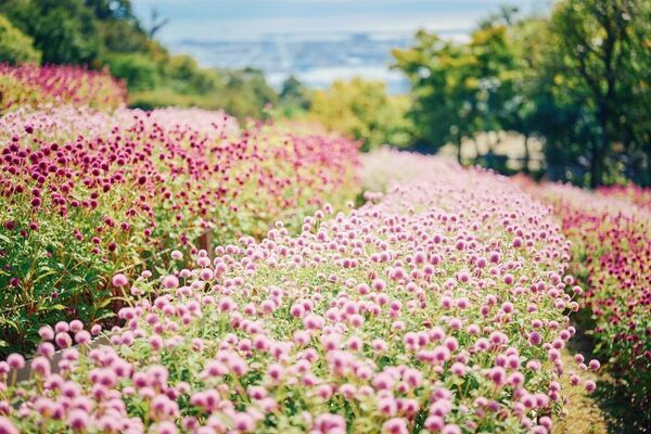 神戸を一望できる山上のリゾート“神戸布引ハーブ園”で秋を満喫！「GARDEN FEST 2025-Autumn- のんびり、ぶらり、秋散歩」を9/13(土)～12/7(日)に開催