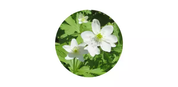 「ニリンソウ」が肌の再生力を高め若々しい状態に導くことを発見