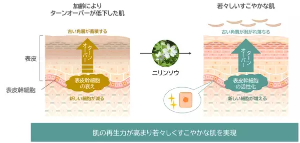 「ニリンソウ」が肌の再生力を高め若々しい状態に導くことを発見