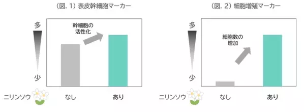 「ニリンソウ」が肌の再生力を高め若々しい状態に導くことを発見