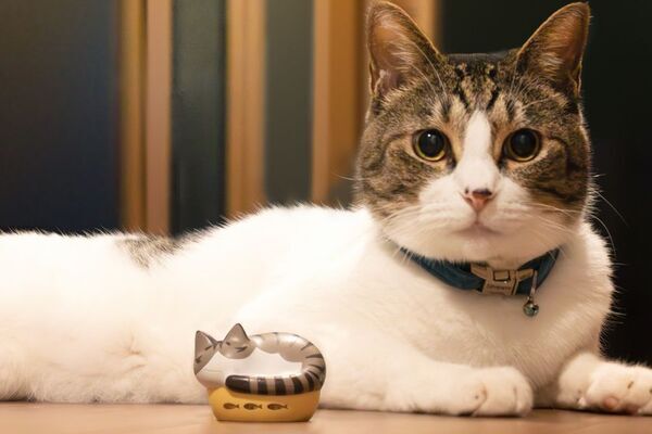 「ラディウスのNEKO」に新しい仲間が登場！猫モチーフの完全ワイヤレスイヤホン「NEKO true wireless earphones HP-C28BT」から新色2種を2025年10月下旬より販売開始