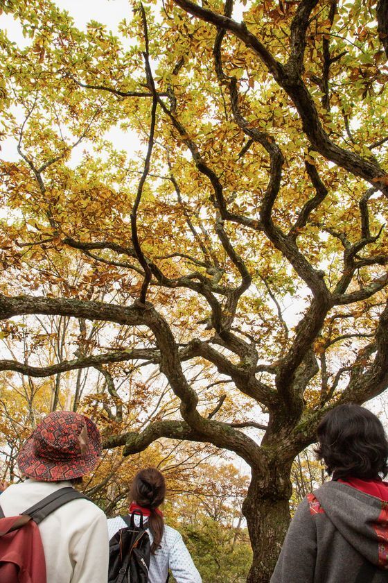 群馬県赤城山 紅葉の時期に「普段は入れない！赤城白樺牧場 秘密の絶景ツアー 2025Autumn」開催