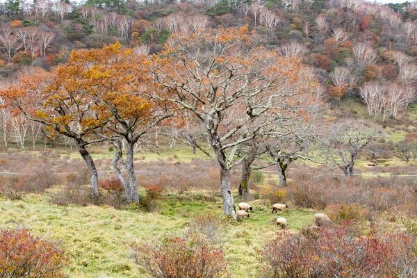 群馬県赤城山 紅葉の時期に「普段は入れない！赤城白樺牧場 秘密の絶景ツアー 2025Autumn」開催