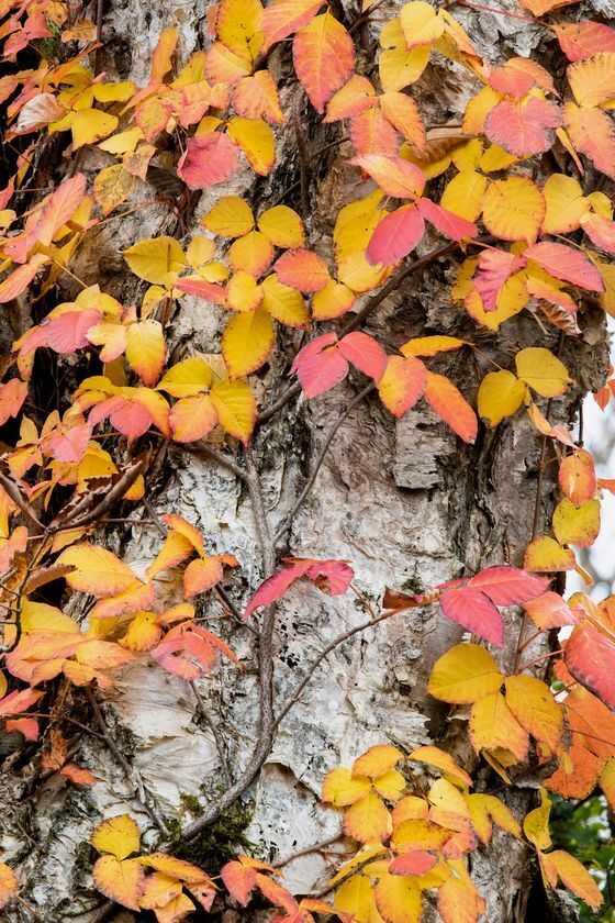 群馬県赤城山 紅葉の時期に「普段は入れない！赤城白樺牧場 秘密の絶景ツアー 2025Autumn」開催