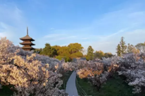 次 世 代 へ “本 物” を つなぐ　真言宗御室派総本山 仁和寺　日本文化とエンターテインメントが融合する一夜限りのイベント「浴衣FES」を開催　2025年9月28日(日)於：総本山仁和寺(京都)