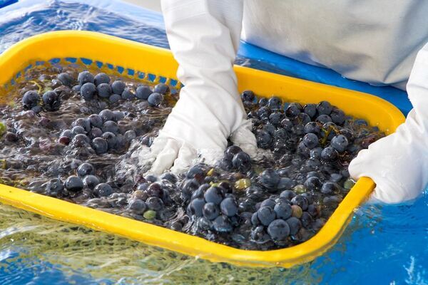 【美味しく菌活】芳醇な赤ぶどうを味わう天然酵母ドリンク　数量限定『コーボン赤ぶどう』10月1日(水)より発売