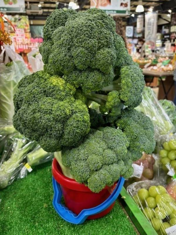 ＼行列必至の大人気イベント「両手ですくい取り・新米こしひかり」が登場／「上州・村の駅」は10月の毎週末『お野菜イベント』を開催します！