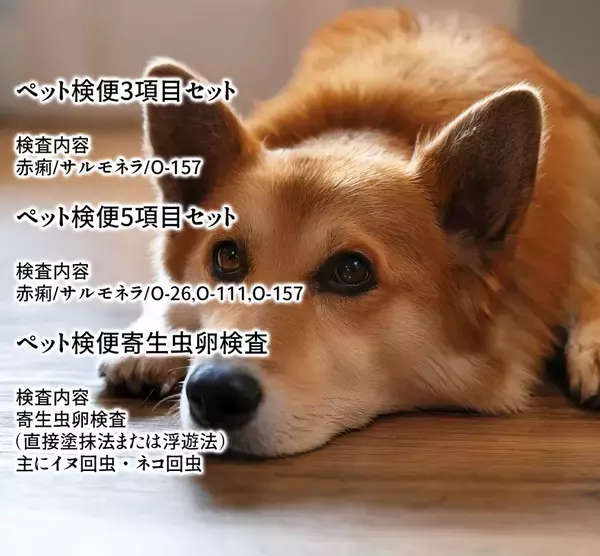 自宅で簡単にペットの健康チェック「ペット検便」開始　人とペットの共生時代に、感染症リスク対策をサポート