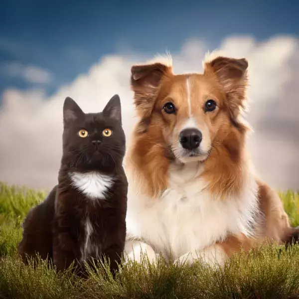 自宅で簡単にペットの健康チェック「ペット検便」開始　人とペットの共生時代に、感染症リスク対策をサポート