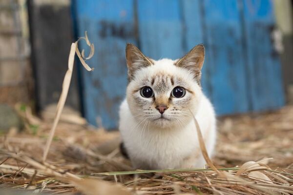 写真家 五十嵐 健太の飛び猫10周年記念「島猫そらら写真展」を10月2日から新宿マルイアネックスで開催
