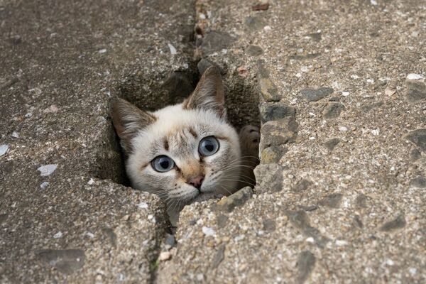 写真家 五十嵐 健太の飛び猫10周年記念「島猫そらら写真展」を10月2日から新宿マルイアネックスで開催