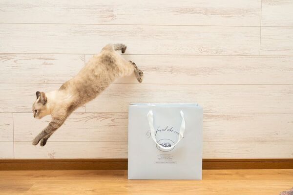 写真家 五十嵐 健太の飛び猫10周年記念「島猫そらら写真展」を10月2日から新宿マルイアネックスで開催