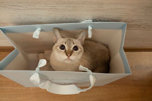 写真家 五十嵐 健太の飛び猫10周年記念「島猫そらら写真展」を10月2日から新宿マルイアネックスで開催