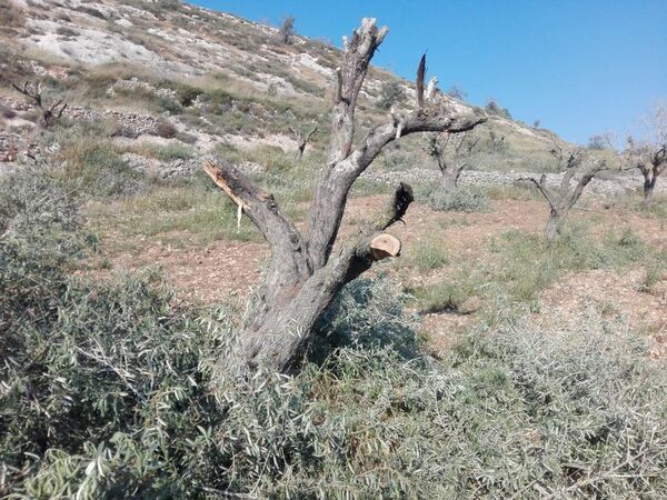 ユネスコ無形文化遺産「パレスチナ石鹸 ナーブルスソープ」の伝統から誕生 ― 壊されゆくオリーブの木と人々の暮らしを未来につなぐフェイスクリーム、2025年11月日本初上陸