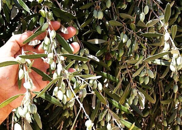 ユネスコ無形文化遺産「パレスチナ石鹸 ナーブルスソープ」の伝統から誕生 ― 壊されゆくオリーブの木と人々の暮らしを未来につなぐフェイスクリーム、2025年11月日本初上陸