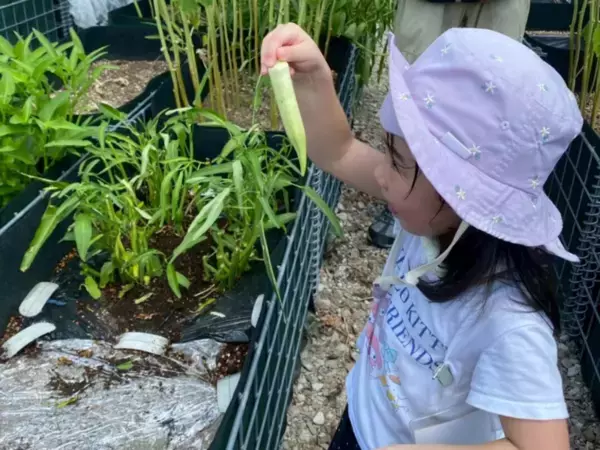 下北沢駅徒歩3分、都会で土に触れながら秋の収穫体験　保育園児親子に人気の畑＋料理体験10月12日、26日に開催