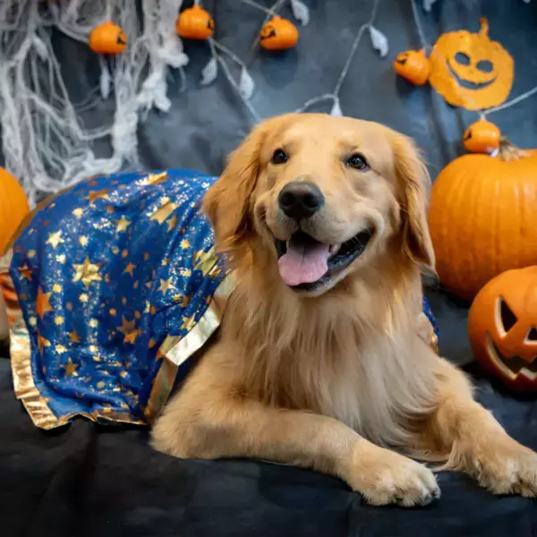 《参加無料》ワンちゃんが主役！　【Happyハロウィンイベント】をドッグパーク那須で“ワンコンシェルジュ”と贈る、新しい体験型イベントを開催！