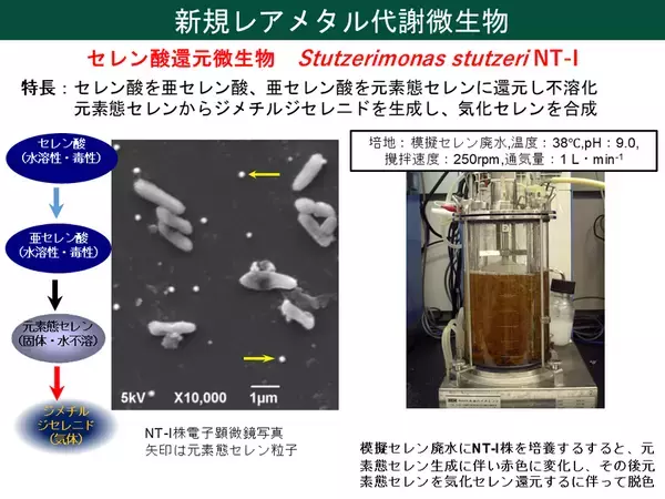 世界初、微生物を利用して廃太陽電池からレアメタルの回収に成功
