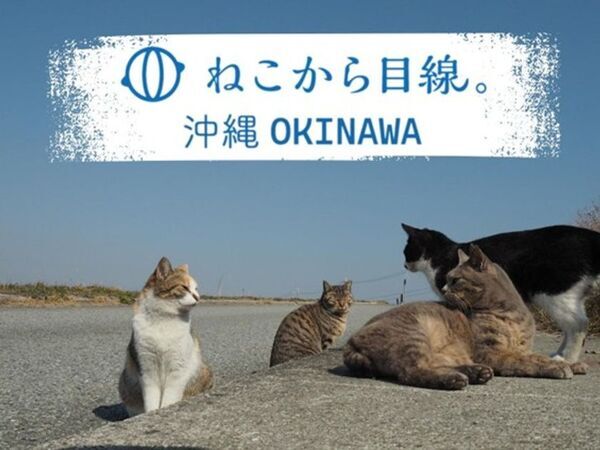 人と猫が共生できる沖縄に貢献したい！世界で一番猫にやさしい捕獲器「トラスケ」が沖縄初上陸。これまで以上に「ねこから目線。」な保護活動を開始します。
