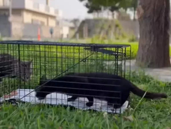 人と猫が共生できる沖縄に貢献したい！世界で一番猫にやさしい捕獲器「トラスケ」が沖縄初上陸。これまで以上に「ねこから目線。」な保護活動を開始します。