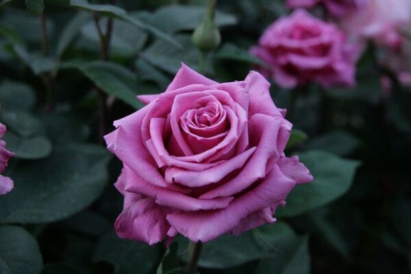 きのこ展や紅葉ライトアップなど、植物園の多種多彩な秋を楽しむ『めくるめく秋のボタニカルガーデン』を開催　10月25日(土)～12月7日(日)