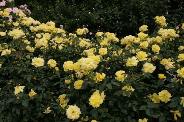 きのこ展や紅葉ライトアップなど、植物園の多種多彩な秋を楽しむ『めくるめく秋のボタニカルガーデン』を開催　10月25日(土)～12月7日(日)