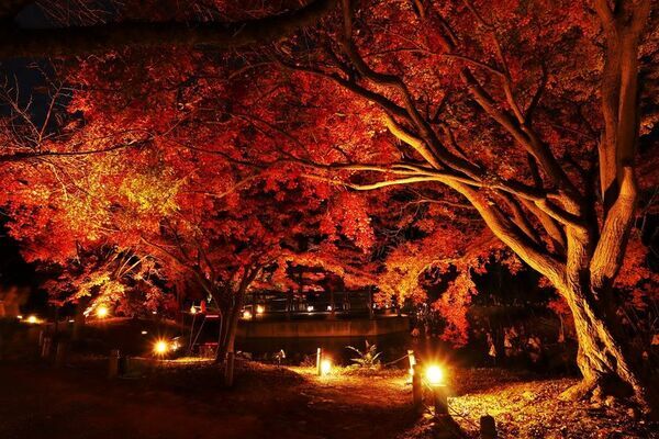 きのこ展や紅葉ライトアップなど、植物園の多種多彩な秋を楽しむ『めくるめく秋のボタニカルガーデン』を開催　10月25日(土)～12月7日(日)