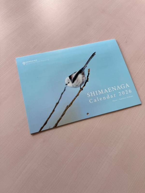 [500冊限定] 北海道で撮影した「シマエナガカレンダー2026」を10月10日販売開始！13枚のかわいいシマエナガが勢ぞろい