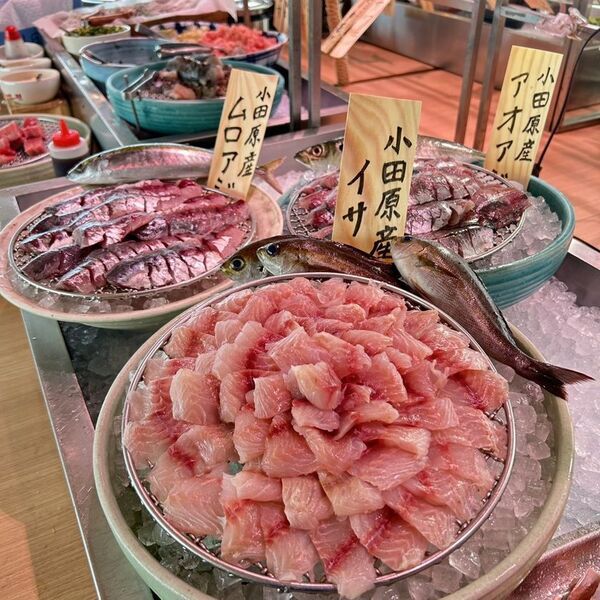 【漁港の駅TOTOCO 小田原】第4回 赤白決めるのはあなた！「とと丸地魚大運動会」10月9日(木)よりスタート