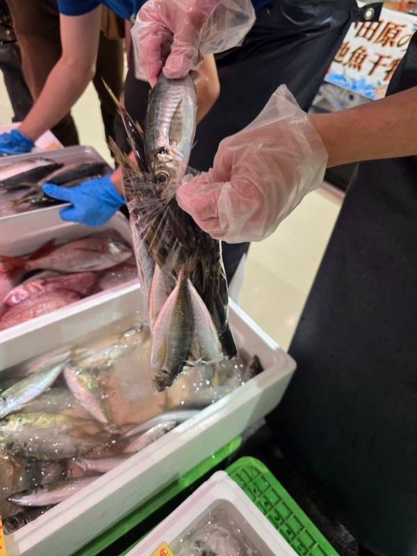 【漁港の駅TOTOCO 小田原】第4回 赤白決めるのはあなた！「とと丸地魚大運動会」10月9日(木)よりスタート