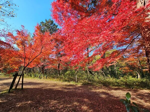 秋の嵐山渓谷の魅力を味わう『嵐山渓谷紅葉まつり』イベントDayを嵐山渓谷バーベキュー場で11月29日、30日に開催