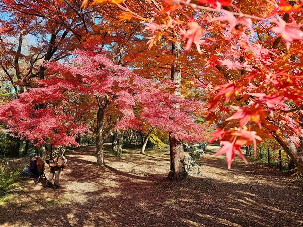 秋の嵐山渓谷の魅力を味わう『嵐山渓谷紅葉まつり』イベントDayを嵐山渓谷バーベキュー場で11月29日、30日に開催