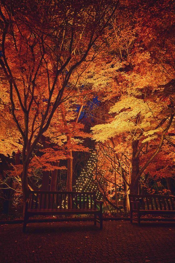 紅葉×クリスマスがコラボする唯一の場所「神戸布引ハーブ園」　今年は『布引の紅葉』のライトアップを大規模に開催！【開催期間：11月8日(土)～12月上旬】