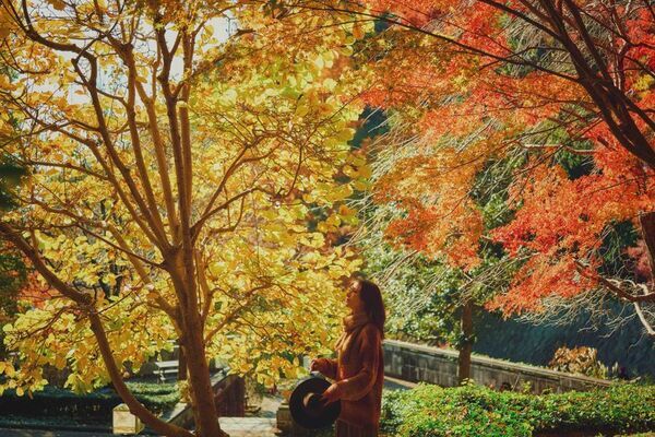 紅葉×クリスマスがコラボする唯一の場所「神戸布引ハーブ園」　今年は『布引の紅葉』のライトアップを大規模に開催！【開催期間：11月8日(土)～12月上旬】