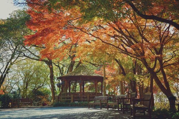 紅葉×クリスマスがコラボする唯一の場所「神戸布引ハーブ園」　今年は『布引の紅葉』のライトアップを大規模に開催！【開催期間：11月8日(土)～12月上旬】