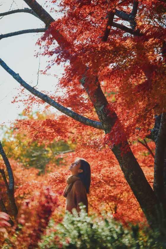 紅葉×クリスマスがコラボする唯一の場所「神戸布引ハーブ園」　今年は『布引の紅葉』のライトアップを大規模に開催！【開催期間：11月8日(土)～12月上旬】