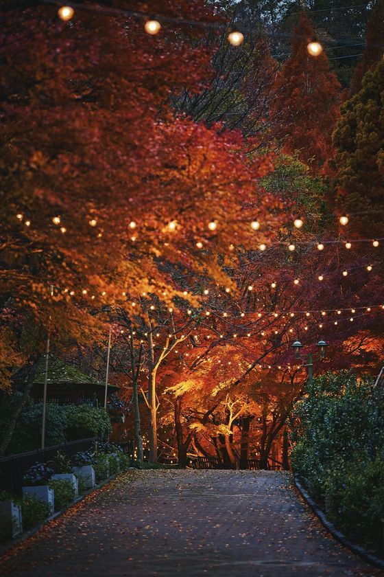 紅葉×クリスマスがコラボする唯一の場所「神戸布引ハーブ園」　今年は『布引の紅葉』のライトアップを大規模に開催！【開催期間：11月8日(土)～12月上旬】