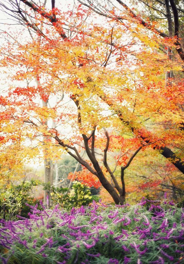 紅葉×クリスマスがコラボする唯一の場所「神戸布引ハーブ園」　今年は『布引の紅葉』のライトアップを大規模に開催！【開催期間：11月8日(土)～12月上旬】