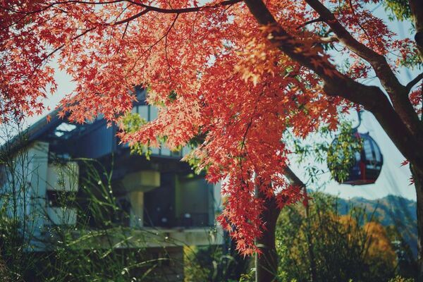 紅葉×クリスマスがコラボする唯一の場所「神戸布引ハーブ園」　今年は『布引の紅葉』のライトアップを大規模に開催！【開催期間：11月8日(土)～12月上旬】