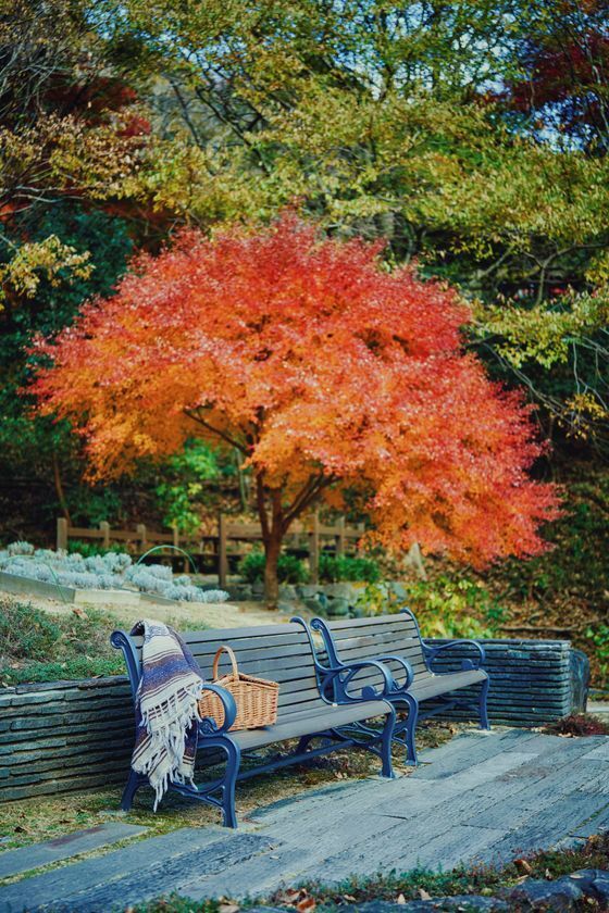 紅葉×クリスマスがコラボする唯一の場所「神戸布引ハーブ園」　今年は『布引の紅葉』のライトアップを大規模に開催！【開催期間：11月8日(土)～12月上旬】