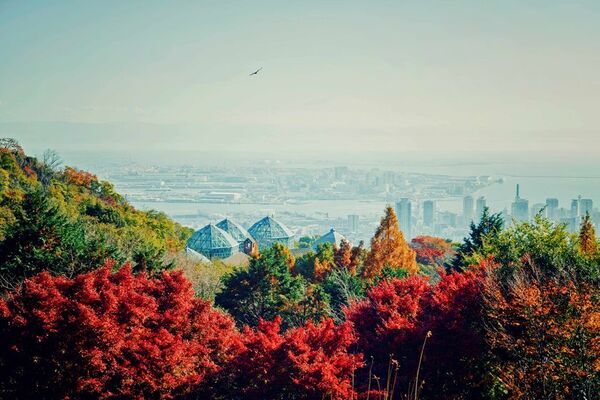 紅葉×クリスマスがコラボする唯一の場所「神戸布引ハーブ園」　今年は『布引の紅葉』のライトアップを大規模に開催！【開催期間：11月8日(土)～12月上旬】