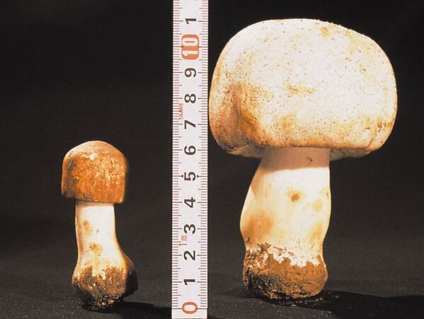 「東栄新薬がアガリクスKA21摂取によるストレス性の認知機能障害改善に関する特許取得」